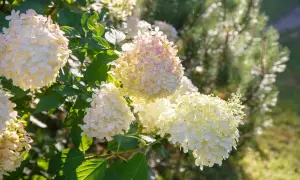 Weiße Hortensienblüten im warmen Licht der Sonne. Die Blütenbälle leuchten in zarten Gelb- und Rosatönen.