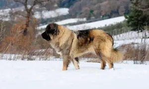 Ein stattlicher kaukasischer Owtscharka steht im Schnee, sein dichtes Fell schützt ihn vor der Kälte.