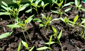 Młode sadzonki pomidorów w ziemi. Czas na wysiew pomidorów w domu, aby cieszyć się własnymi plonami.