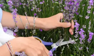 Hände schneiden Lavendel. Die beste Zeit, wann schneidet man Lavendel, ist kurz vor der vollen Blüte, um das Aroma zu erhalten.