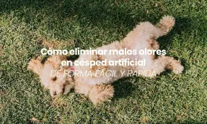 Un perro juguetón sobre césped artificial. Aprende cómo quitar el mal olor del césped artificial fácilmente.