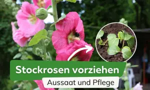 Stockrosen vorziehen: Aussaat und Pflege. Kleine Stockrosen-Keimlinge wachsen aus der Erde, während eine Biene eine blühende Stockrose besucht.