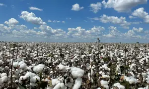 Ein weites Feld voller reifer Baumwolle unter blauem Himmel. Hier wächst die Grundlage für mercerisierte Baumwolle, die für ihren Glanz und ihre Stärke bekannt ist.