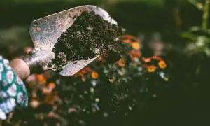 Łopata z ziemią nad rabatką z kwiatami. Popiół drzewny pod jakie rośliny? Doskonały nawóz dla kwitnących roślin.