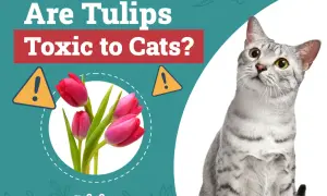 A curious cat looks up at pink tulips, with text asking "Are Tulips Toxic to Cats?".