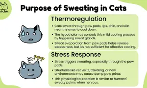 Cats sweat through paw pads, lips, chin, and skin near the anus for thermoregulation and stress response. This helps them cool down and can cause damp paw prints when nervous.