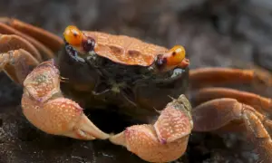 Pomarańczowy krab wampir z wyłupiastymi oczami i szczypcami, gotowy do ataku.