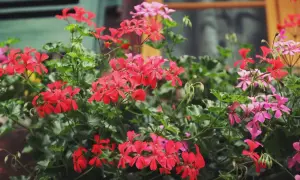 Kaskadowa pelargonia w intensywnym czerwonym kolorze tworzy bujne kaskady kwiatów, przeplatane delikatniejszymi różowymi.