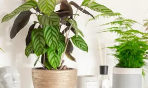 Kwiat calathea z pasiastymi liśćmi w złotej donicy, obok dyfuzor zapachowy i inne rośliny.