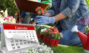 Jakie kwiaty sadzimy w maju? Odkryj najlepsze rośliny na wiosnę