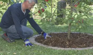 Mężczyzna w ogrodzie układa kamienne obrzeża wokół drzewka jabłoni, pokazując, z czego zrobić obrzeża w ogrodzie.