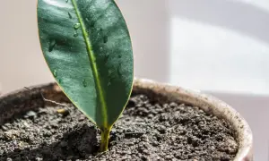 Un pequeño brote verde emerge de la tierra húmeda en una maceta, un ejemplo de esquejes en crecimiento.