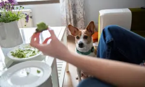 Ein Hund schaut hoffnungsvoll auf ein Stück Avocado, das ihm angeboten wird. Darf ein Hund Avocado essen?