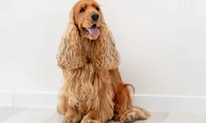 Uroczy cocker spaniel angielski siedzi, dysząc z językiem na zewnątrz. Jego długie, falujące uszy opadają na boki.