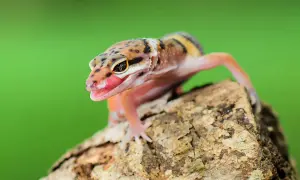 Gekon lamparci z plamkami i żółtymi paskami na grzbiecie, z różowym językiem na wierzchu, siedzi na korze drzewa.