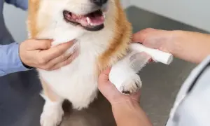 Tierarzt bandagiert Pfote eines Hundes. Informationen zu Kreuzbandriss Hund Kosten sind wichtig für die Genesung.