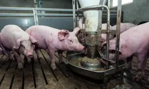 Różowe świnie jedzą z karmnika. Jedna z nich, pasha, pochyla się nad miską, by zjeść smaczne jedzenie.