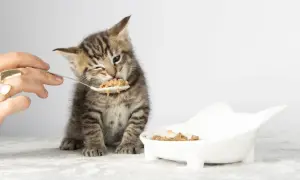 A tiny tabby kitten winks as it eats from a spoon, learning when do kittens start eating food. A small bowl of food sits nearby.