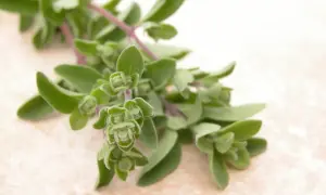 Frische Majoran-Zweige, bereit zum Majoran ernten. Die grünen Blätter und Knospen sind nah aufgenommen.