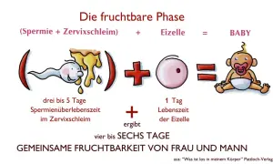 Die fruchtbare Phase: Spermien überleben 3-5 Tage im Zervixschleim, die Eizelle 1 Tag. Die Billings Methode erklärt, wie diese zusammen vier bis sechs Tage lang zu einem Baby führen können.