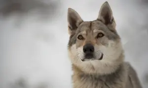 Wilczak czechosłowacki o przenikliwym spojrzeniu, z uszami postawionymi na sztorc, wygląda zza zaspy śnieżnej.
