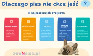 Dlaczego pies nie chce jeść? 5 przyczyn: brudna miska, zepsuta karma, ból zęba, choroba żołądka, przejedzenie. Piesek wygląda na smutnego.