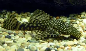 Ile kosztuje glonojad w sklepie zoologicznym? Ceny, które zaskoczą