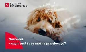 Smutny piesek leży na białym tle. Tekst informuje o objawach nosówki u psa i możliwościach leczenia.