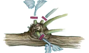Illustration zeigt das **Wein schneiden** mit einem Rebstock und abgeschnittenen Trieben.