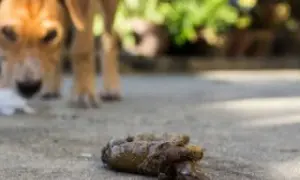 Un perro curioso se acerca a unas cacas en la calle. ¡Qué asco!