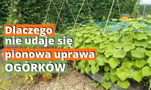 Pionowa uprawa ogórków: Sekrety maksymalnych plonów i miejsca