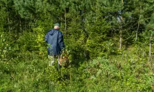 Szczecin: Gdzie na Grzyby? Sprawdzone Lasy i Porady Grzybiarza