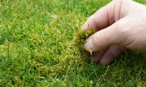 Eine Hand entfernt Moos aus dem Rasen. Dies ist ein Schritt, um den Rasen zu kalken und ihn gesünder zu machen.