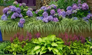 Piękna kompozycja: fioletowe hortensje bukietowe, trawy ozdobne, funkie i astilbe. Idealne rośliny, by posadzić obok hortensji bukietowej.
