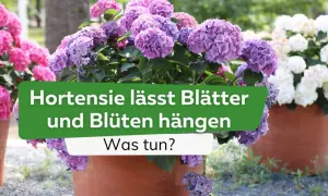 Schlaffe Hortensie trotz Wasser? Lila und pinke Blüten hängen traurig herab. Was tun, wenn die Hortensie schlapp ist?