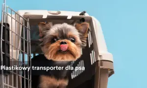 Bezpieczny transporter dla psa do samochodu - jak wybrać najlepszy?