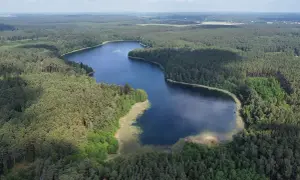 Malownicze jezioro Wilcze otoczone gęstym lasem sosnowym, z widocznymi trzcinami na brzegu.