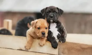 Dwa szczenięta amstaff, jedno rude, drugie pręgowane, wyglądają zza drewnianego płotka. Cena amstaff może być różna.