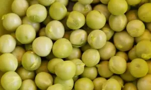 Czy pies może jeść groszek? Bezpieczne wskazówki i potencjalne ryzyko