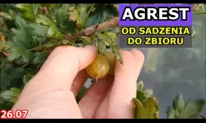 Sekret agrestu: Jaka gleba zapewni Ci najlepsze zbiory?