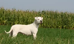Ein weißer Dogo Argentino steht auf einer grünen Wiese vor einem Maisfeld.
