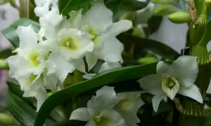 Kwitnący kwiat dendrobium nobile, z białymi płatkami i zielonymi liśćmi, tworzy bukiet elegancji.