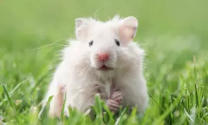 Uroczy, puszysty chomik w trawie. Zastanawiasz się, ile żyje chomik? Zazwyczaj 2-3 lata, ale ten wygląda na szczęśliwego!