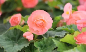 Delikatne, łososiowe kwiaty begonii z pofalowanymi, zielonymi liśćmi. Widać, jak wygląda begonia w pełnym rozkwicie.
