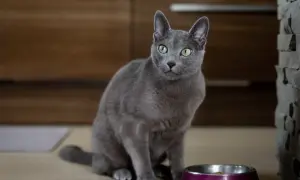 Piękny kot rosyjski niebieski z zielonymi oczami, siedzi obok misek. Zastanawiasz się nad kot rosyjski niebieski cena?