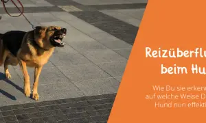 Ein wütender Hund reagiert auf alle Reize, bellt und zeigt die Zähne. Daneben steht ein Mensch mit Jeans und Turnschuhen.
