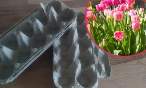 Puste wytłoczki po jajkach i bujne, różowe tulipany. Wskazówka, jak głęboko sadzić tulipany, by cieszyć się wiosennym kwitnieniem.