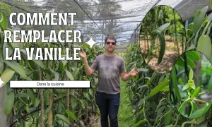 Un homme se tient dans une plantation de vanille, montrant comment remplacer la gousse de vanille dans la cuisine. Gros plans sur une gousse et une fleur de vanille.
