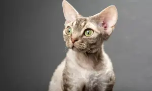 Oto kot rasy Devon Rex z zielonymi oczami i charakterystyczną, falistą sierścią, spoglądający w bok.