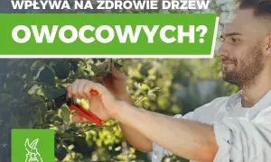 Cięcie drzew owocowych: Kiedy, jak i dlaczego to klucz do sukcesu?